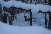 �g�i�J�C�����